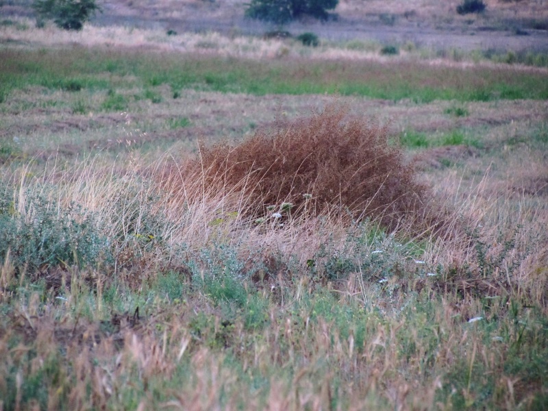 קובץ:באר נטל היום-24.5.15.JPG