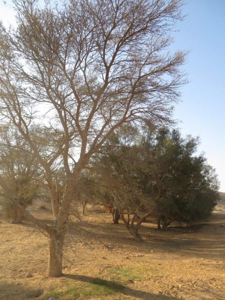 קובץ:חושהכבישקרן.jpg