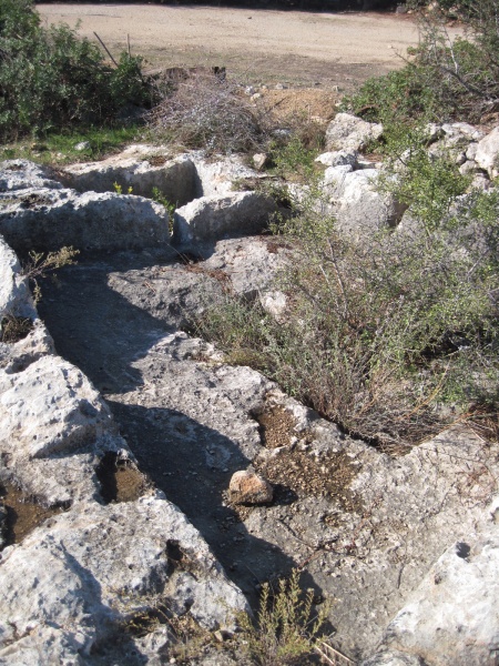 קובץ:חרמשית.JPG