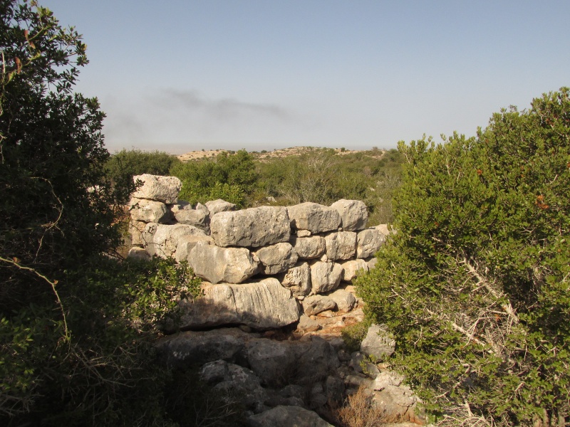 קובץ:מגדלייןא.JPG