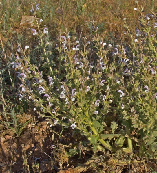 קובץ:מרווה ארץ-ישראלית 2-5-06י זיף 11.jpg