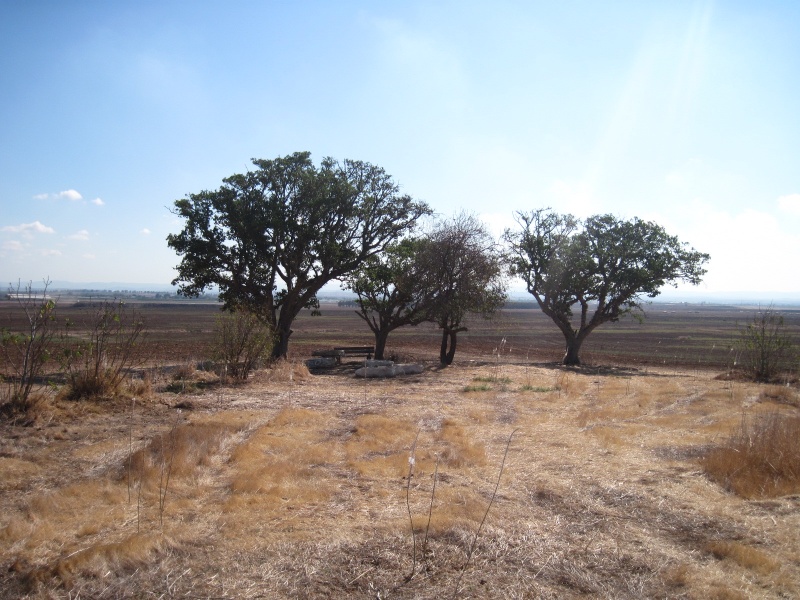 קובץ:משלט תאנים.JPG