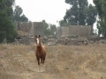 תמונה ממוזערת לגרסה מתאריך 15:59, 5 בספטמבר 2015