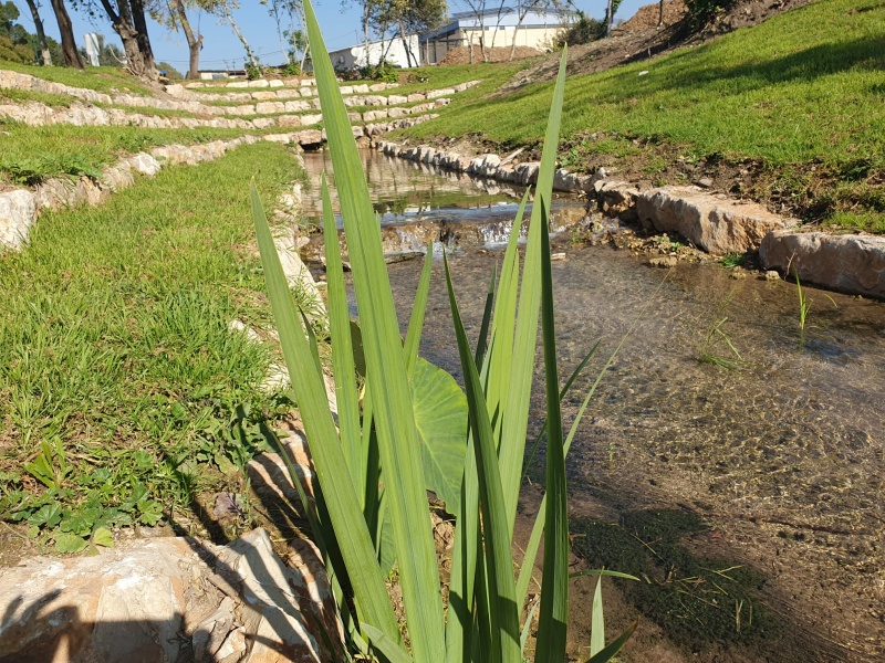 קובץ:עין ניר 3-12.jpg