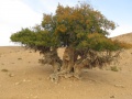 תמונה ממוזערת לגרסה מתאריך 14:41, 12 בספטמבר 2014