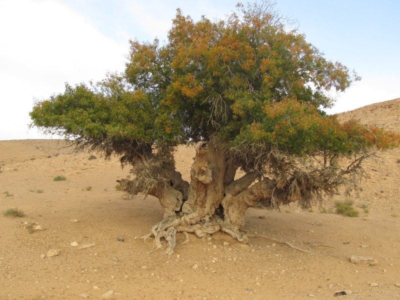 קובץ:עץנפחה440.JPG