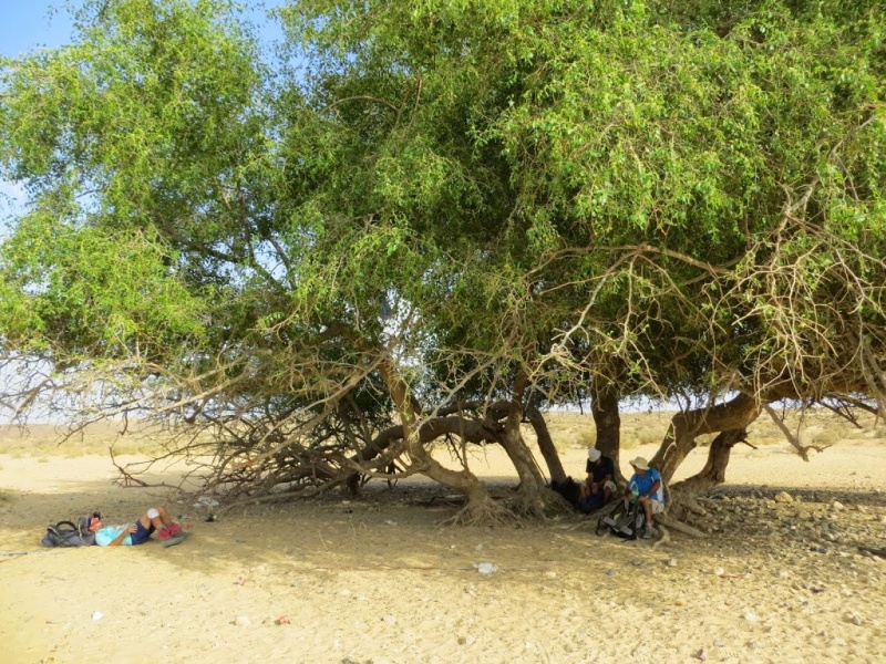 קובץ:עץ שיזף.JPG