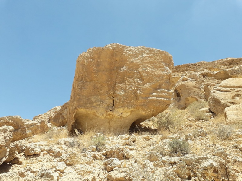 קובץ:פטרייתחוה.jpg