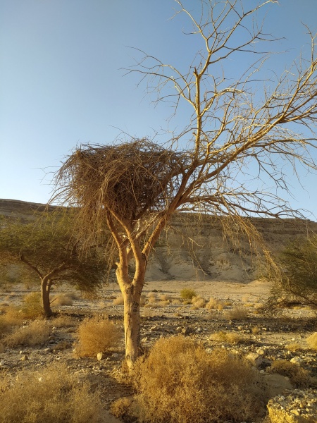 קובץ:קןעץחצבה.jpg