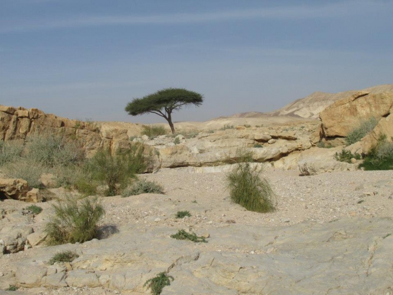 קובץ:שטהמפל.jpg