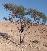 שיטה סלילנית אליאן בן-פרחאן 30.11.24 נ.ערוגות-צהרים ש-2.jpg