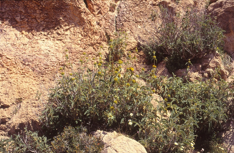 קובץ:שלהבית המדבר 1990 ג.פולק.jpg