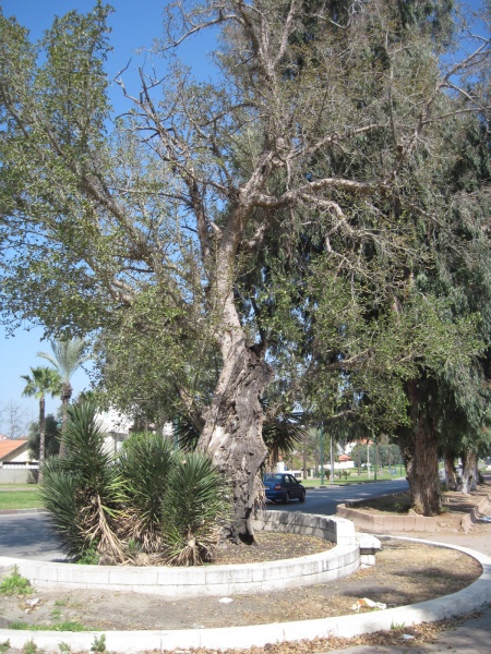 קובץ:שקמהסאלד.JPG