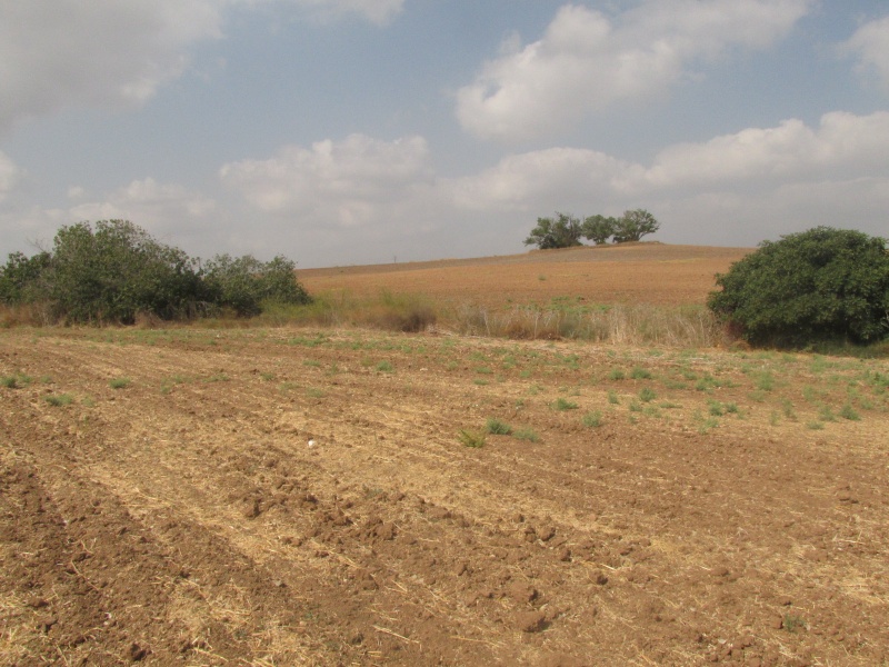 קובץ:תאניםושקמים.JPG