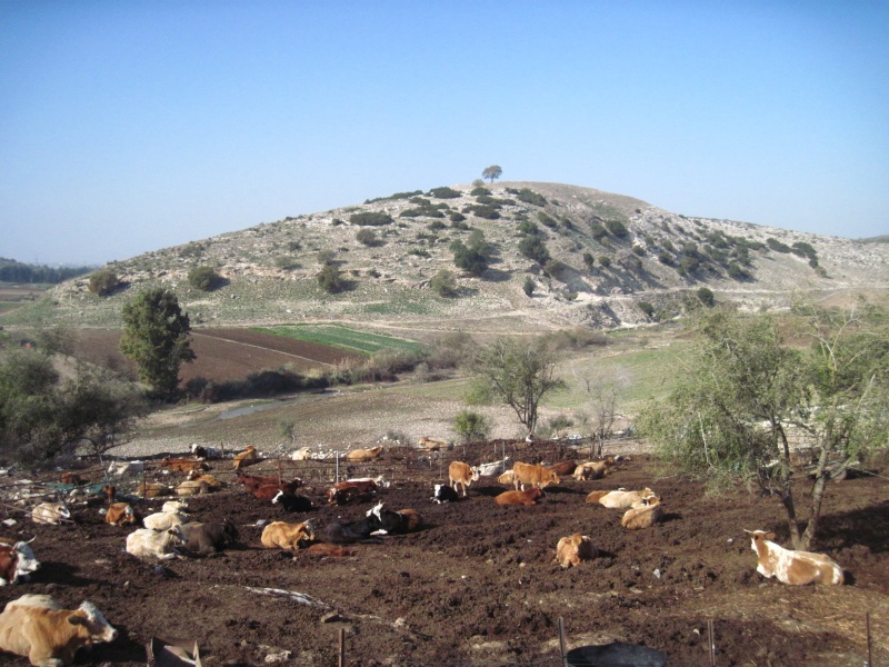 קובץ:תלחלימערב.JPG