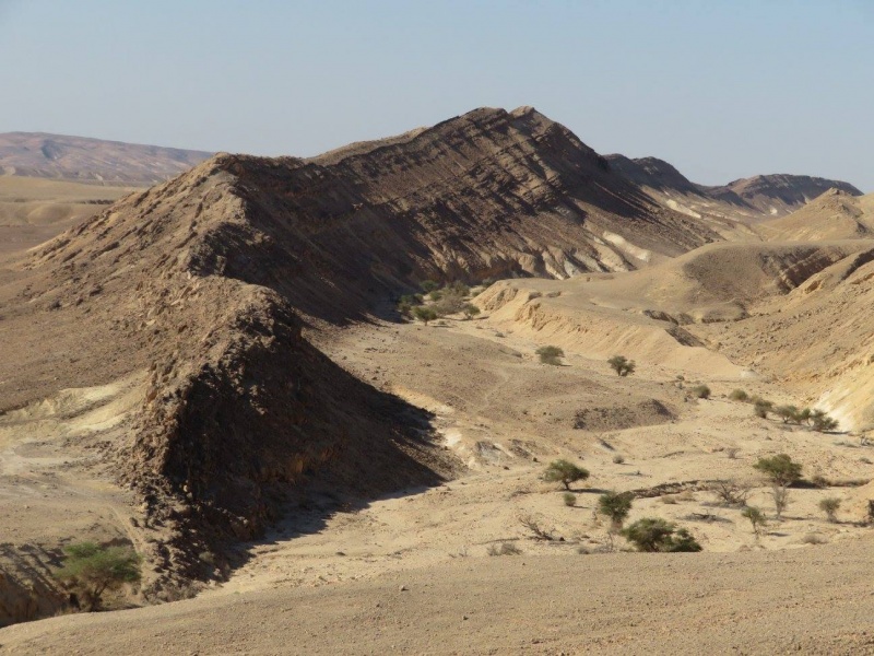 קובץ:תלםצניפים.jpg