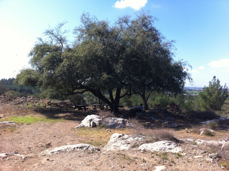 קובץ:2012.02.11-125020.412.iphone.jpg