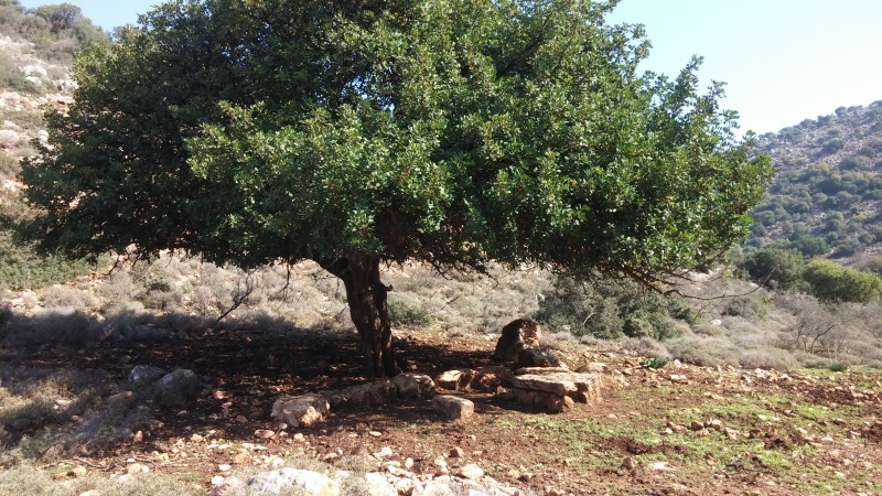 קובץ:2014.11.19-121607.321.android.jpg