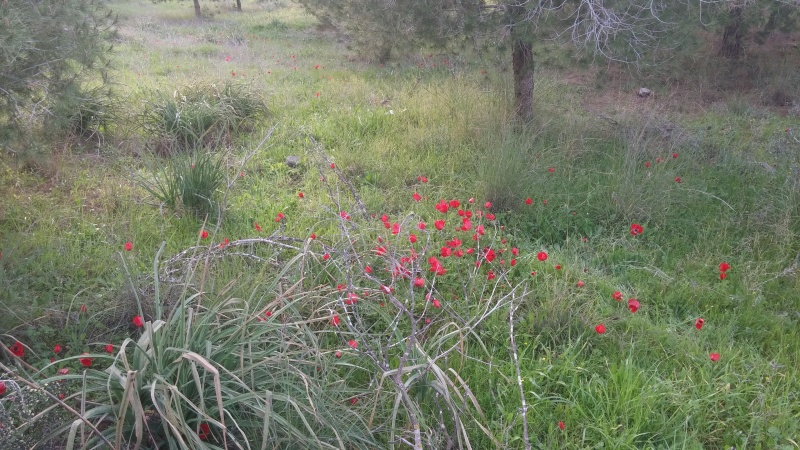 קובץ:2015.01.24-171637.909.android.jpg