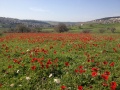 תמונה ממוזערת לגרסה מתאריך 10:52, 7 בפברואר 2015