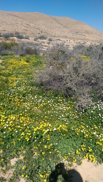 קובץ:2015.03.14-112537.100.android.jpg