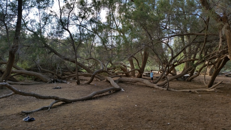 קובץ:20150404 171350.jpg