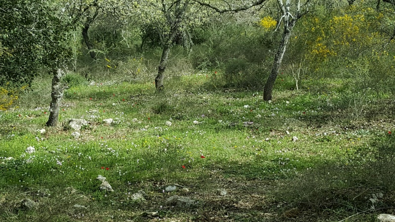 קובץ:2016.02.20-121132.287.android.jpg