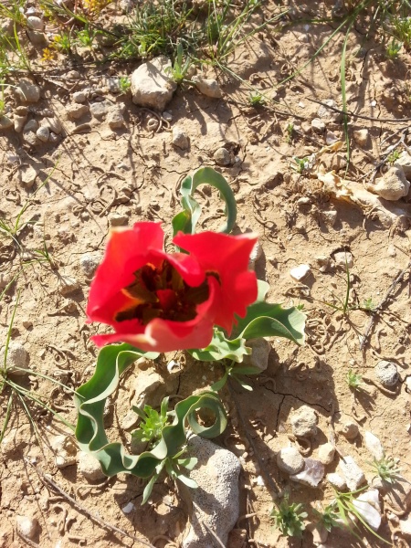 קובץ:2016.03.05-092433.218.android.jpg