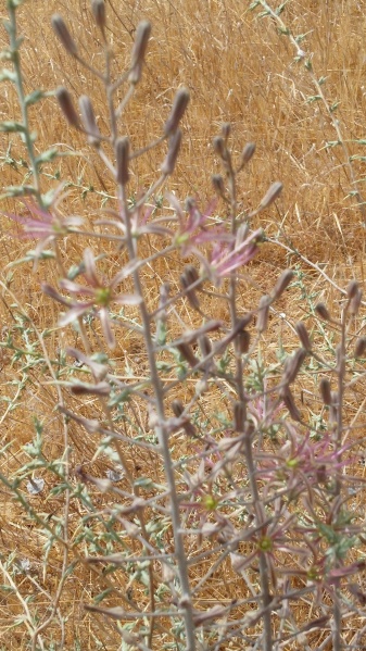 קובץ:2016.08.30-121837.020.android.jpg