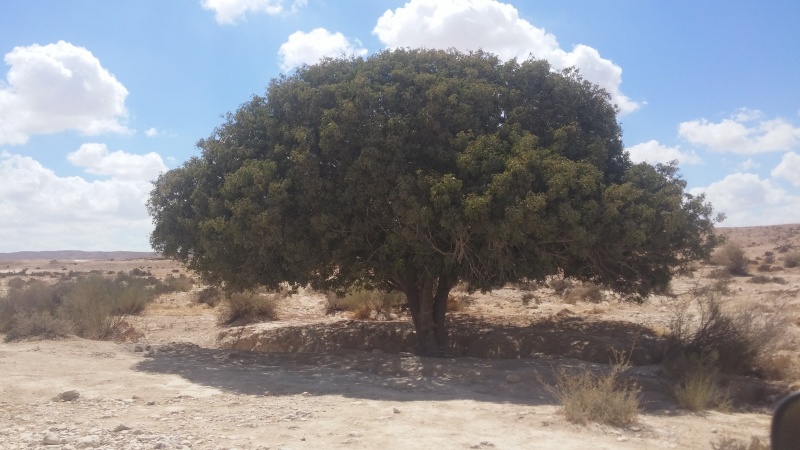 קובץ:2016.09.23-130445.325.android.jpg