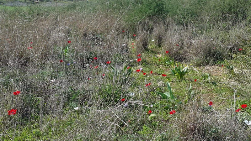 קובץ:2017.02.11-122022.573.android.jpg