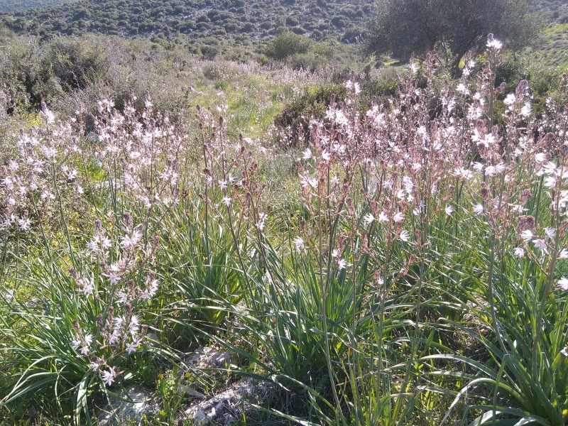 קובץ:2017.02.25-161727.811.android.jpg