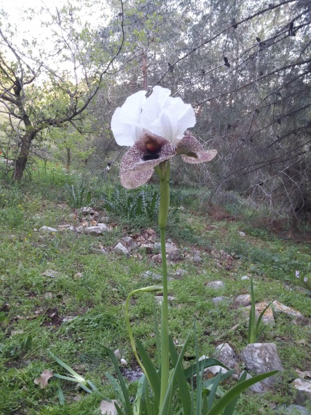 קובץ:2017.03.19-180441.341.android.jpg