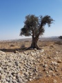 תמונה ממוזערת לגרסה מתאריך 07:41, 23 באוקטובר 2017