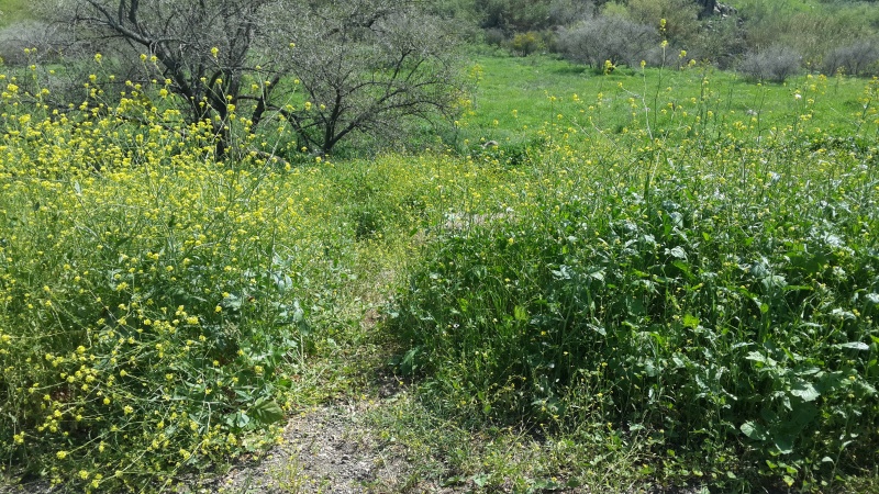 קובץ:2018.03.20-132846.451.android.jpg