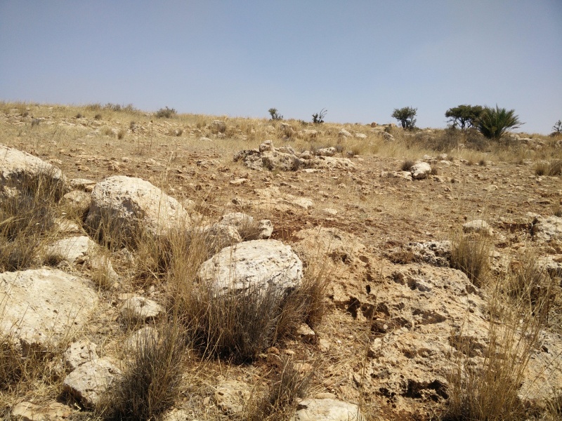 קובץ:2018.07.07-122521.478.android.jpg