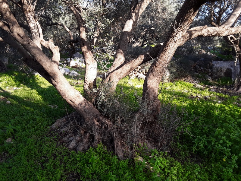 קובץ:2019.01.11-162851.644.android.jpg