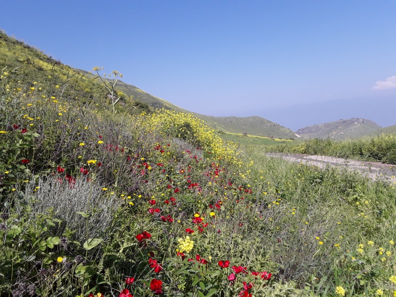 קובץ:2019.04.03-113233.921.android.jpg