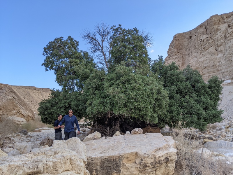 קובץ:2020-11-06T15 56 27.08135383224.jpg