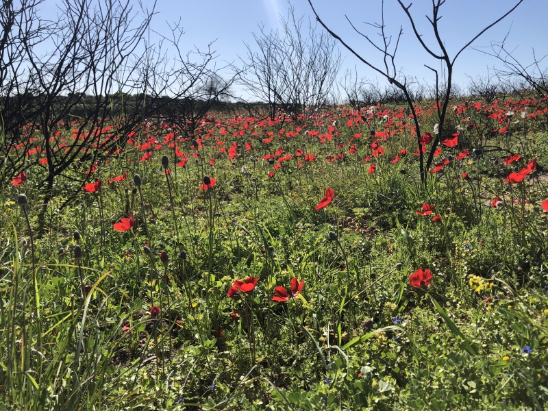 קובץ:2021-02-10T13 39 55.630789800201.jpg