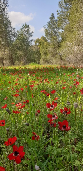 קובץ:2021-02-13T13 07 10.051818245047.jpg