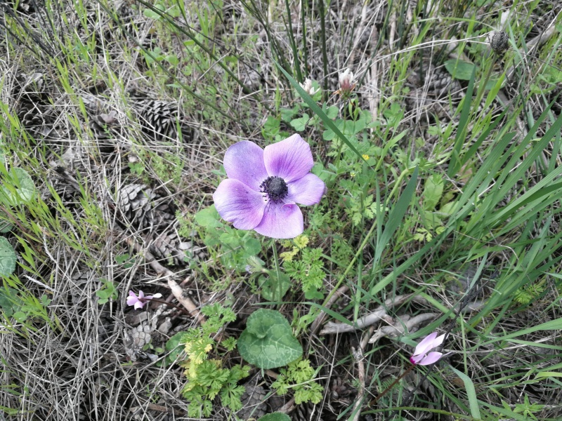 קובץ:2021-03-11T10 09 12.346349494538.jpg