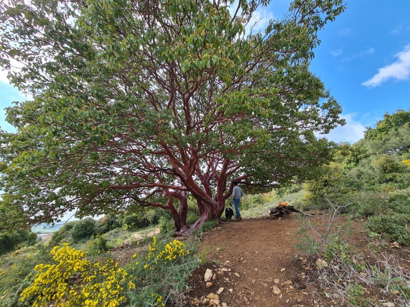 קובץ:2021-04-03T15 03 42.212527950881.jpg