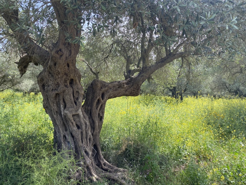 קובץ:2021-04-17T14 37 04.423319268413.jpg