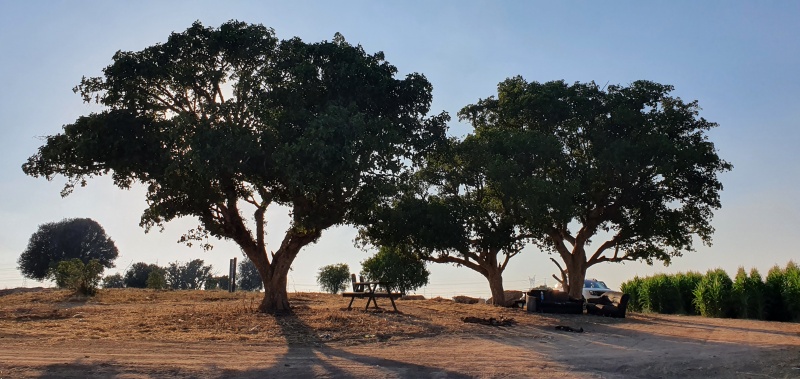 קובץ:2021-06-25T18 28 31.688681380969.jpg