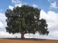 תמונה ממוזערת לגרסה מתאריך 11:04, 2 בנובמבר 2021