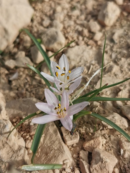 קובץ:2021-12-15T09 53 06.99321979285.jpg