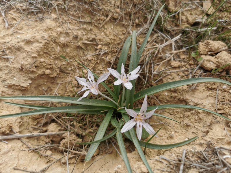 קובץ:2021-12-15T10 50 50.704695728617.jpg