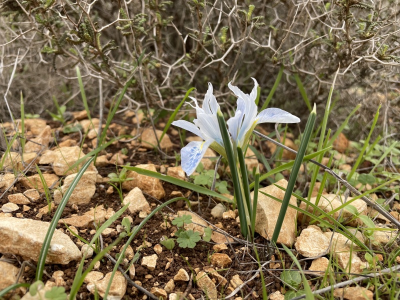 קובץ:2021-12-31T14 09 04.145584558007.jpg