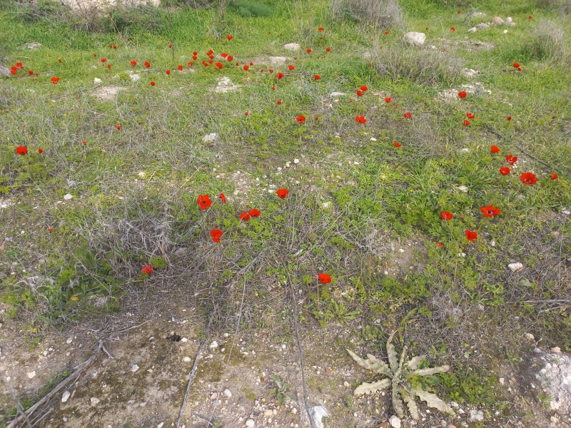 קובץ:2022-02-02T14 44 42.708623287183.jpg